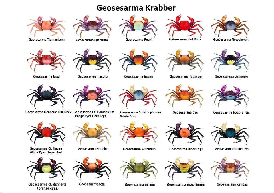 Vampyr krabbe med sorte ben Geosesarma sp. Black Leg